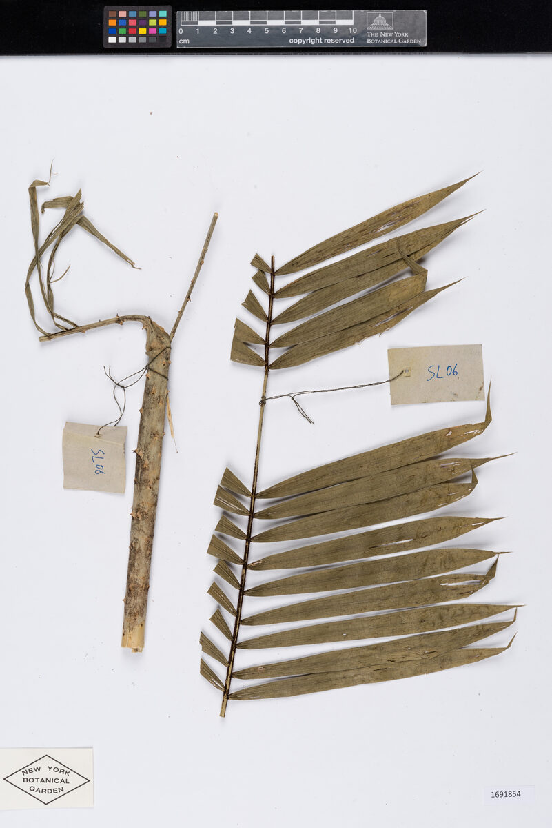 Calamus gracilis — photo