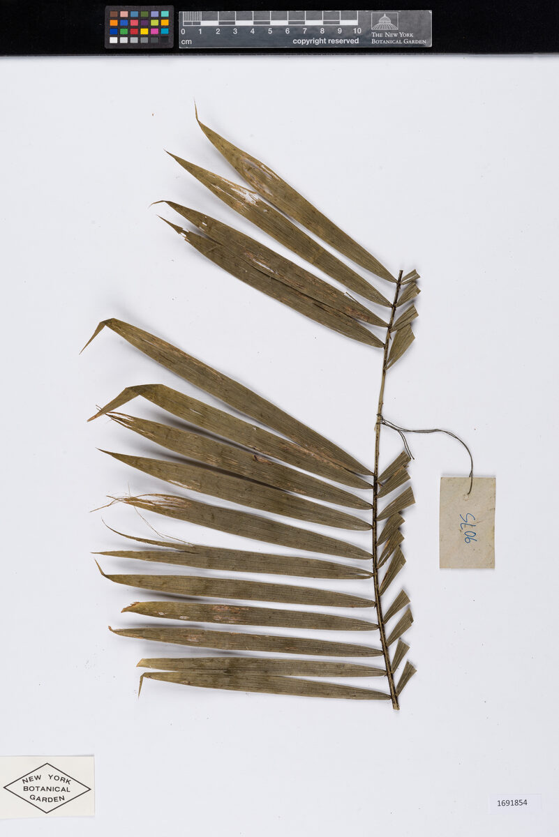 Calamus gracilis — photo