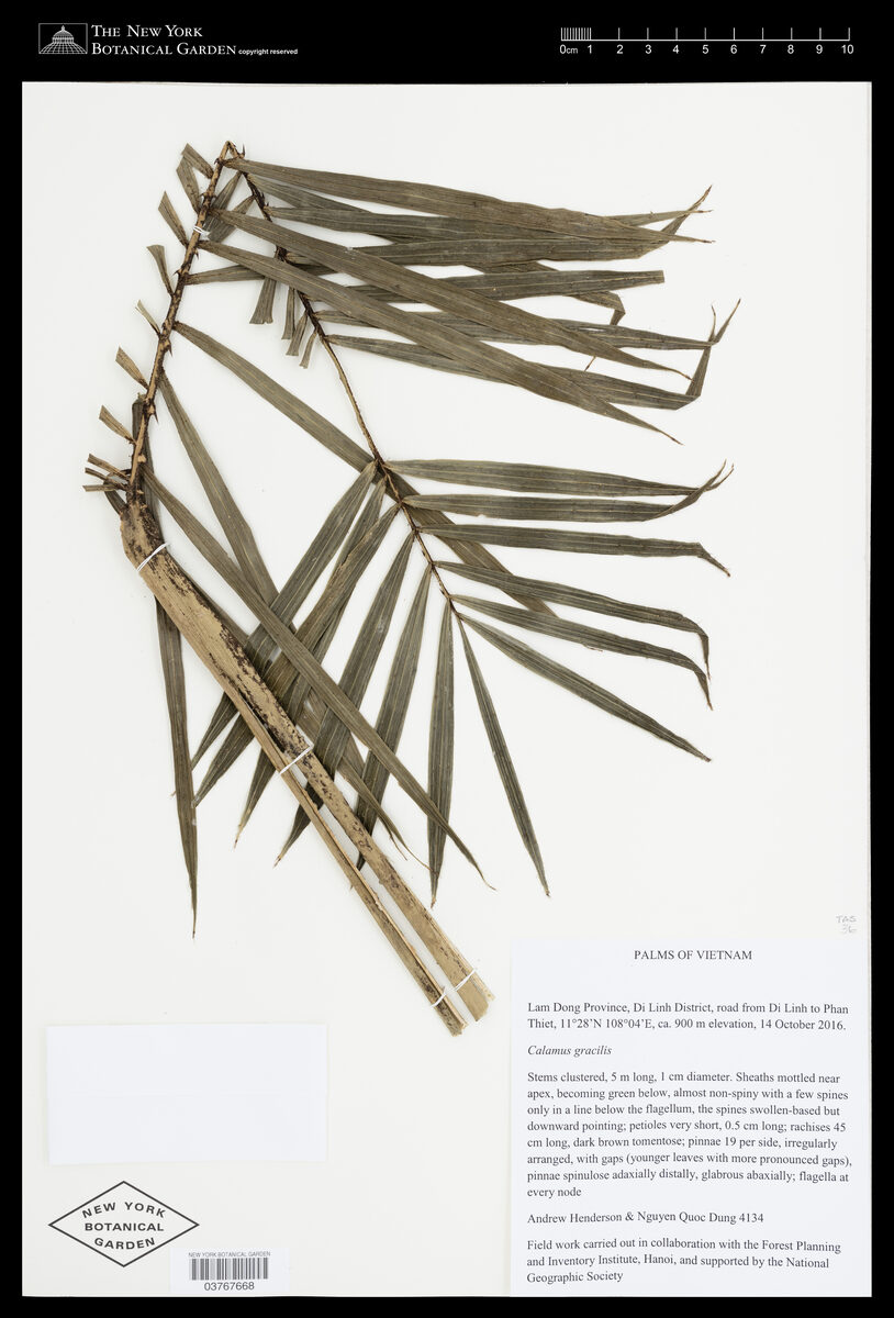 Calamus gracilis