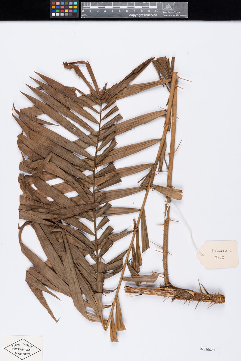 Calamus guruba — photo