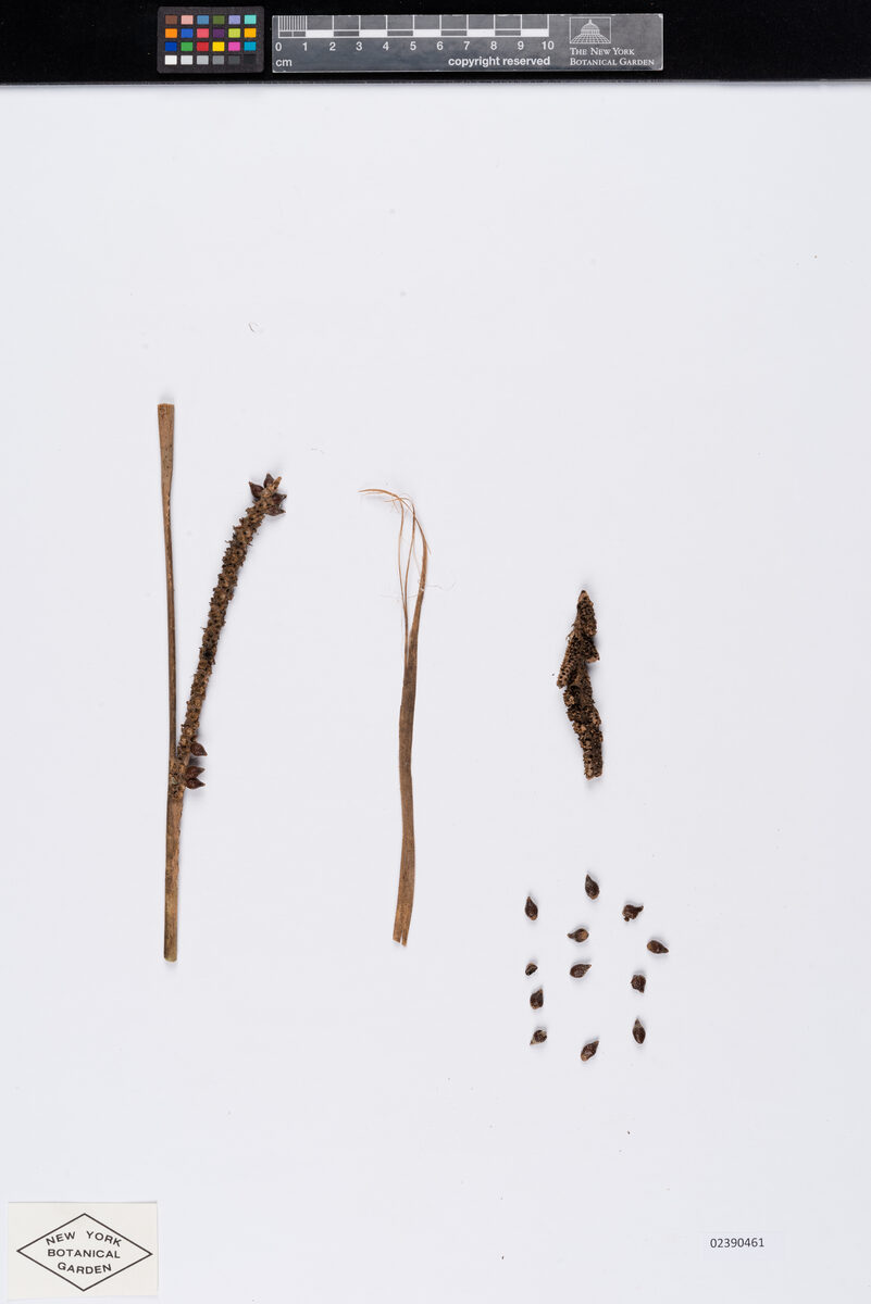 Calamus harmandii (Nya seui) — photo