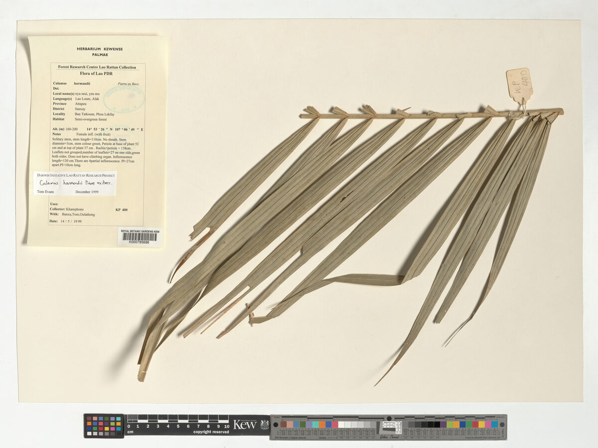 Calamus harmandii (Nya seui) — photo