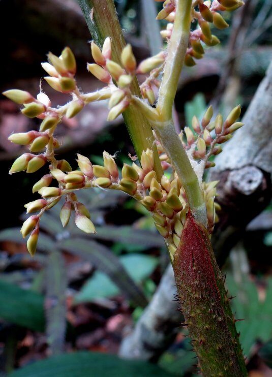 Calamus heteracanthus — photo