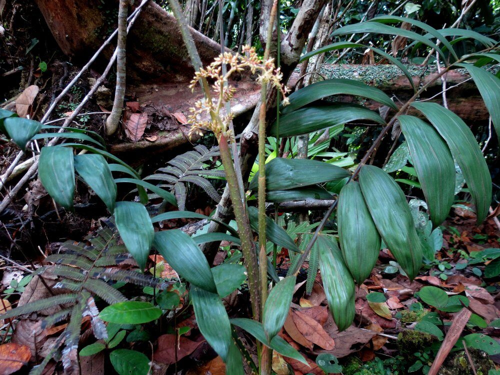 Calamus heteracanthus — photo