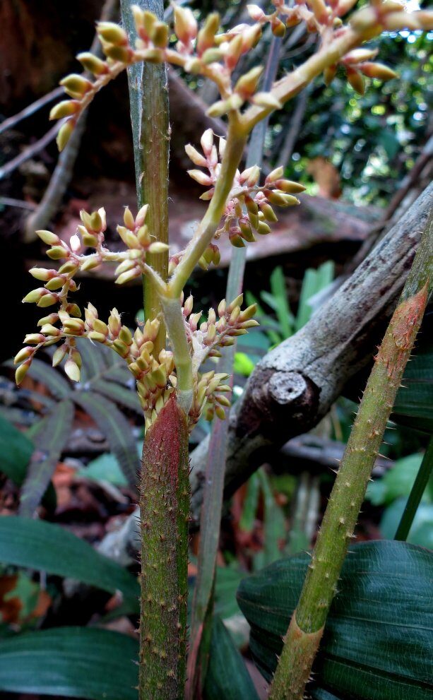 Calamus heteracanthus