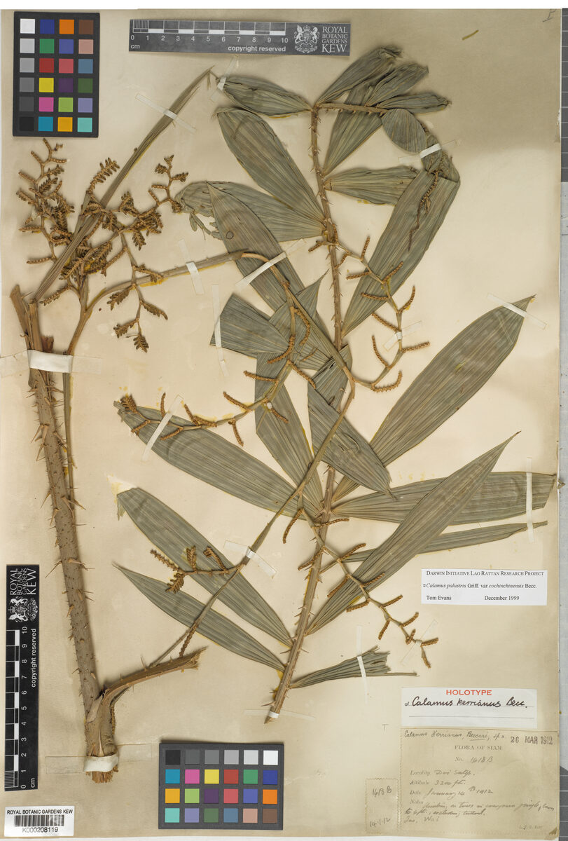 Calamus kerrianus (Way chaw-ay) — photo