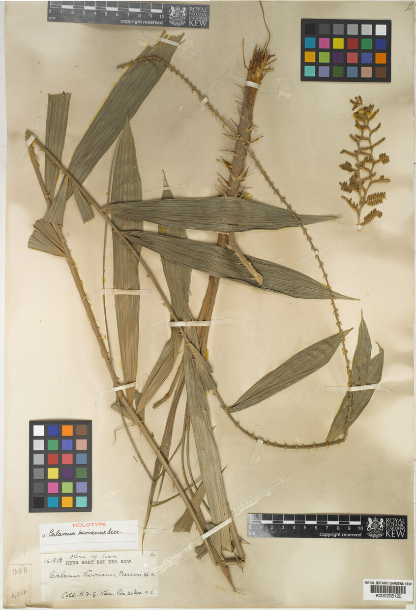 Calamus kerrianus
