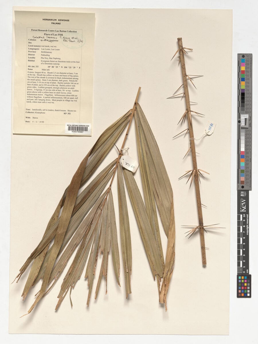 Calamus laoensis (Wai leum) — photo