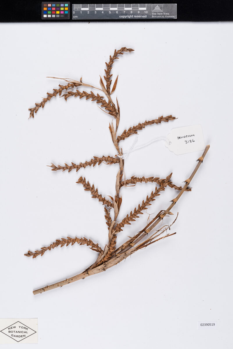 Calamus longisetus (Leme) — photo