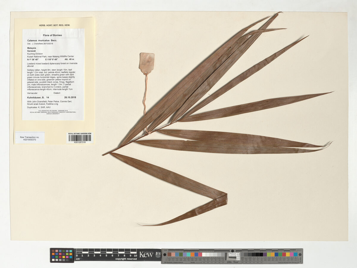 Calamus muricatus (Rotan melukut) — photo