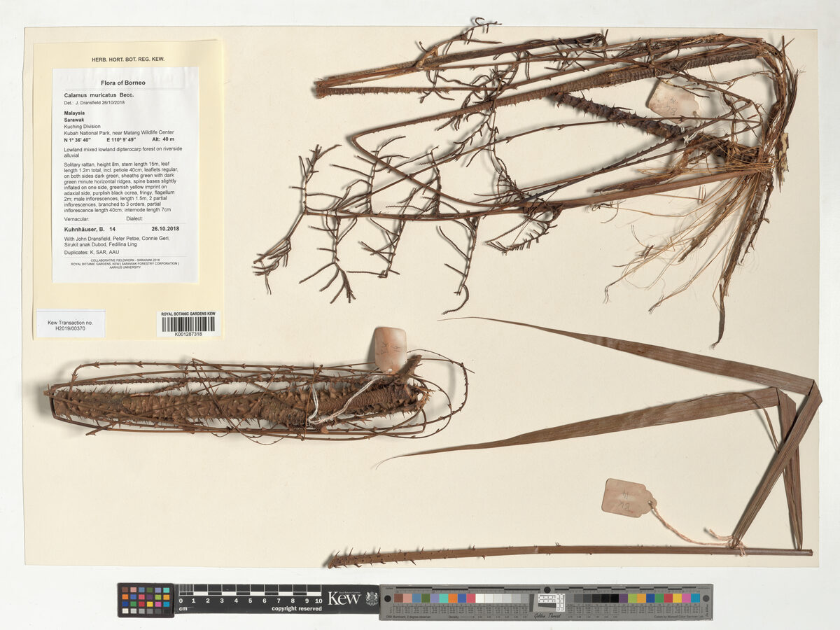 Calamus muricatus (Rotan melukut) — photo