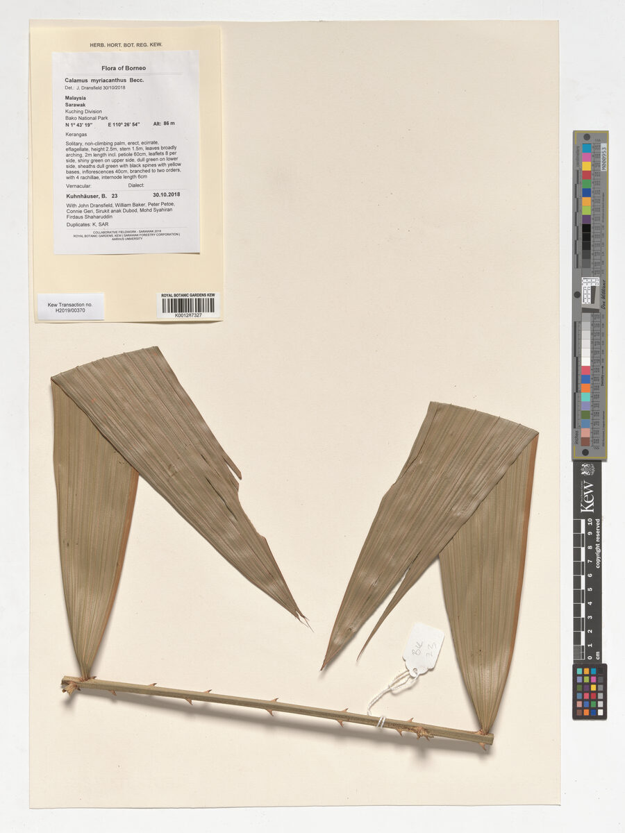 Calamus myriacanthus — photo
