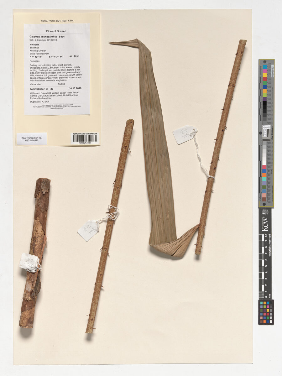 Calamus myriacanthus — photo