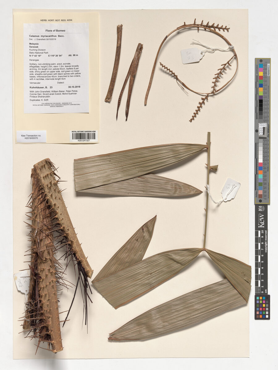 Calamus myriacanthus