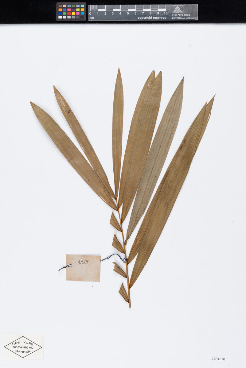 Calamus nambariensis (Danhang) — photo