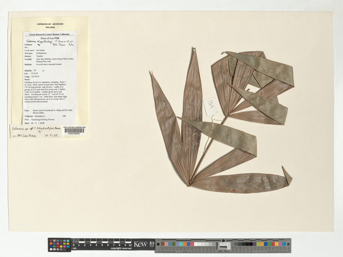 Calamus oligostachys (Wai kating) — photo