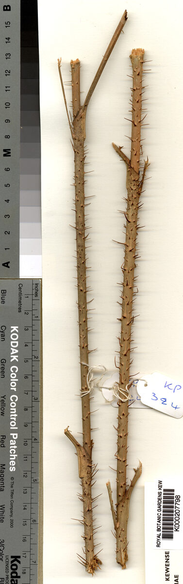 Calamus oligostachys (Wai kating) — photo