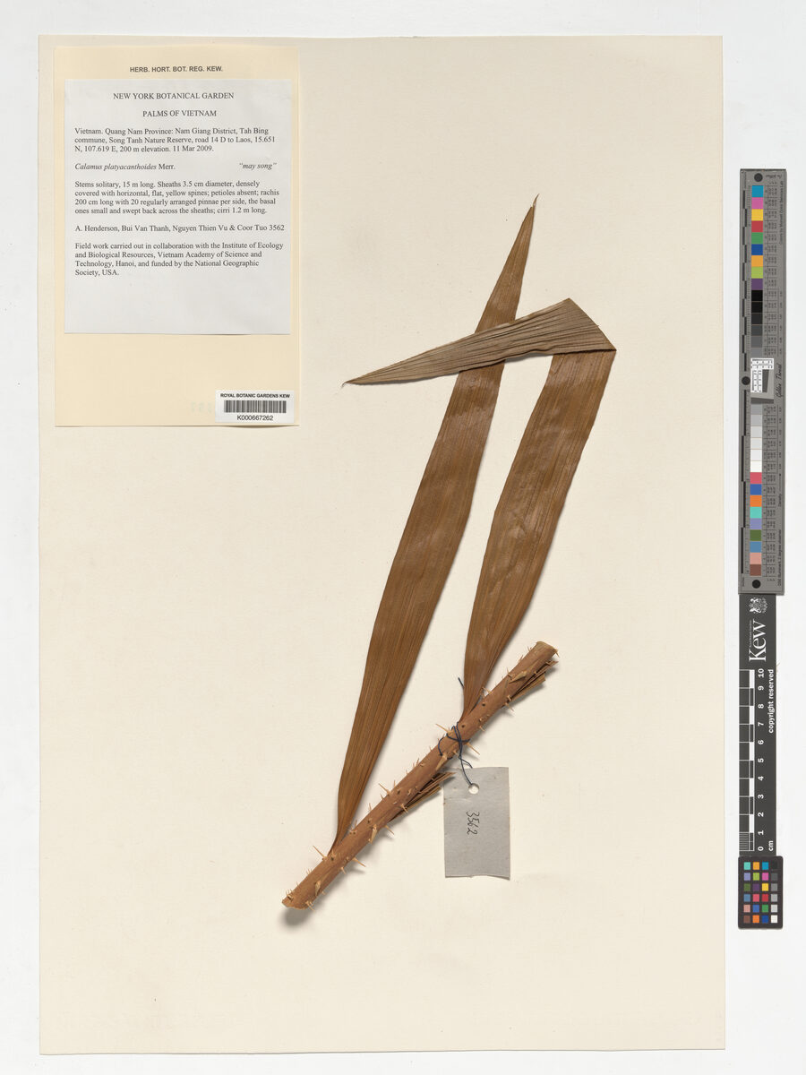 Calamus platyacanthoides — photo