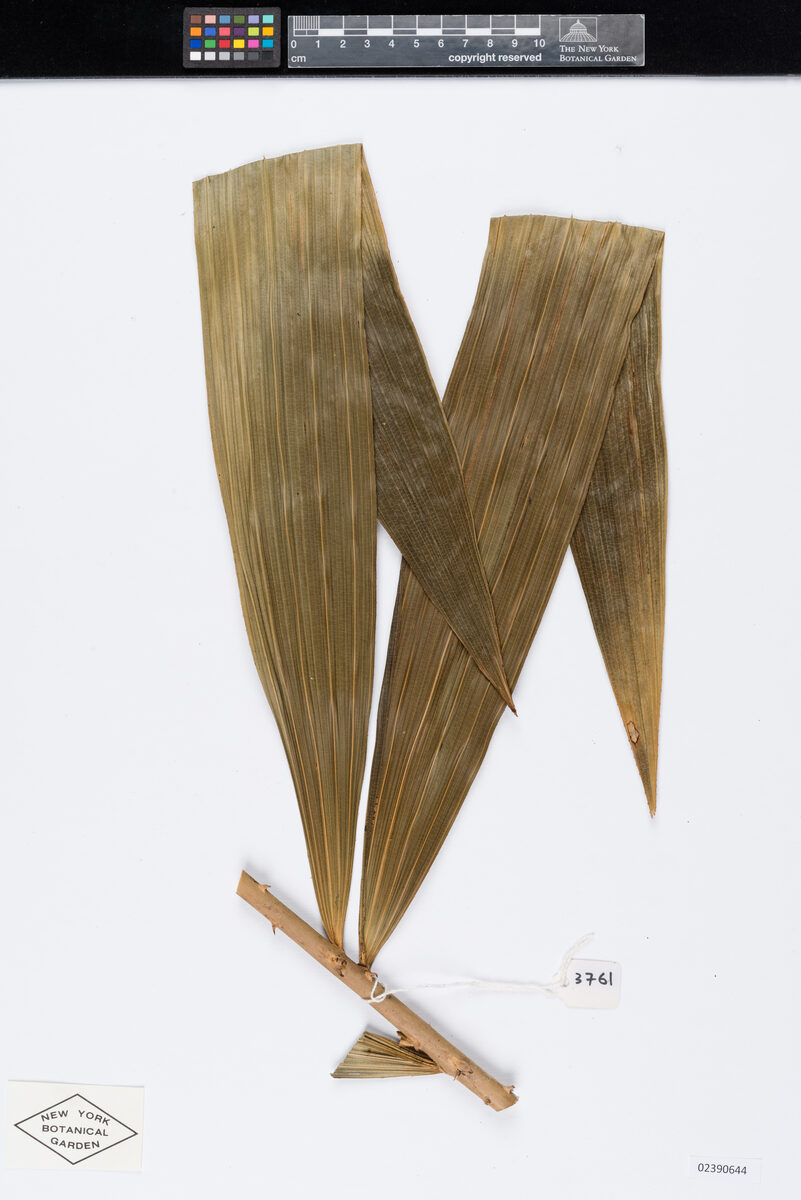 Calamus platyacanthoides