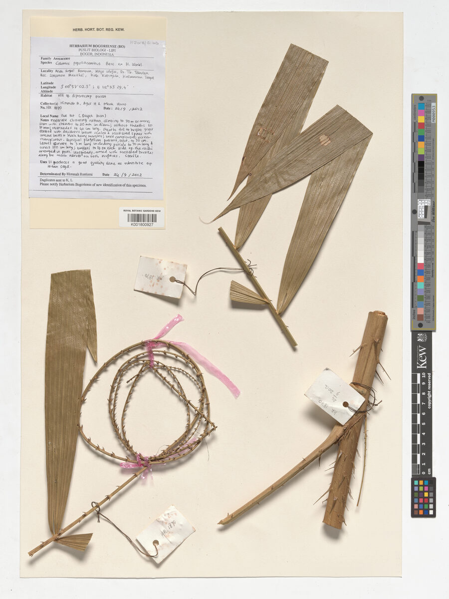 Calamus pogonacanthus — photo