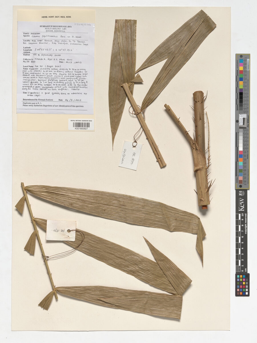 Calamus pogonacanthus — photo