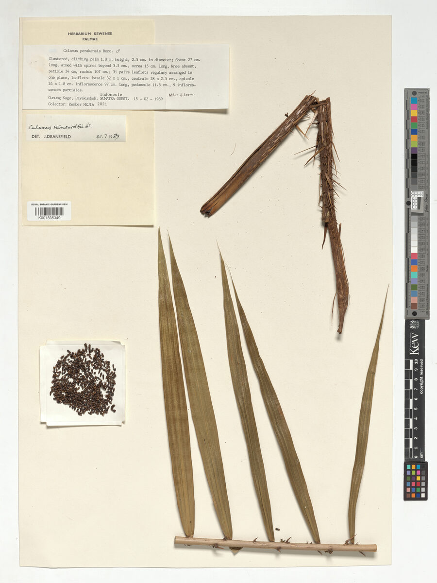 Calamus reinwardtii — photo