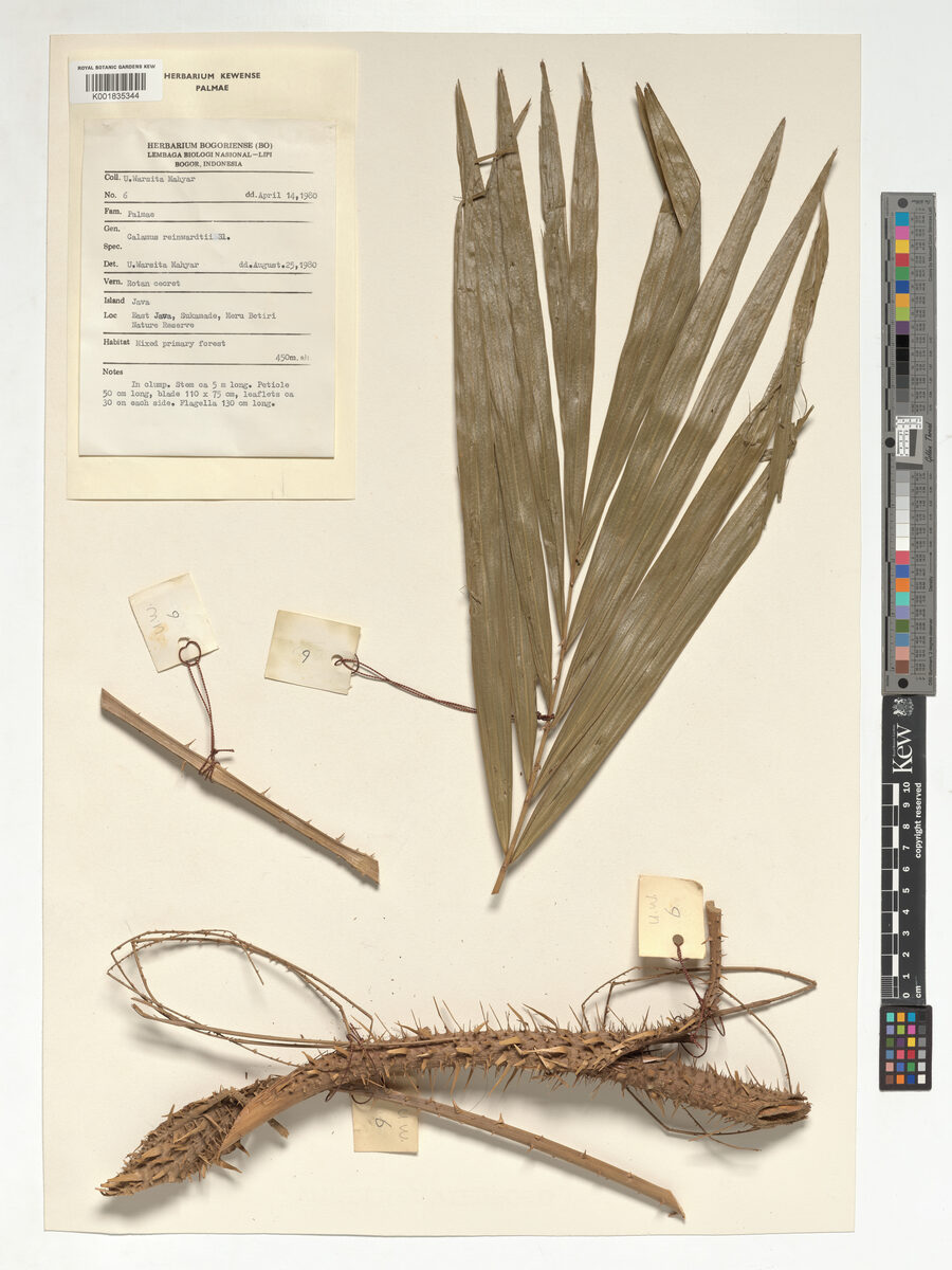 Calamus reinwardtii — photo