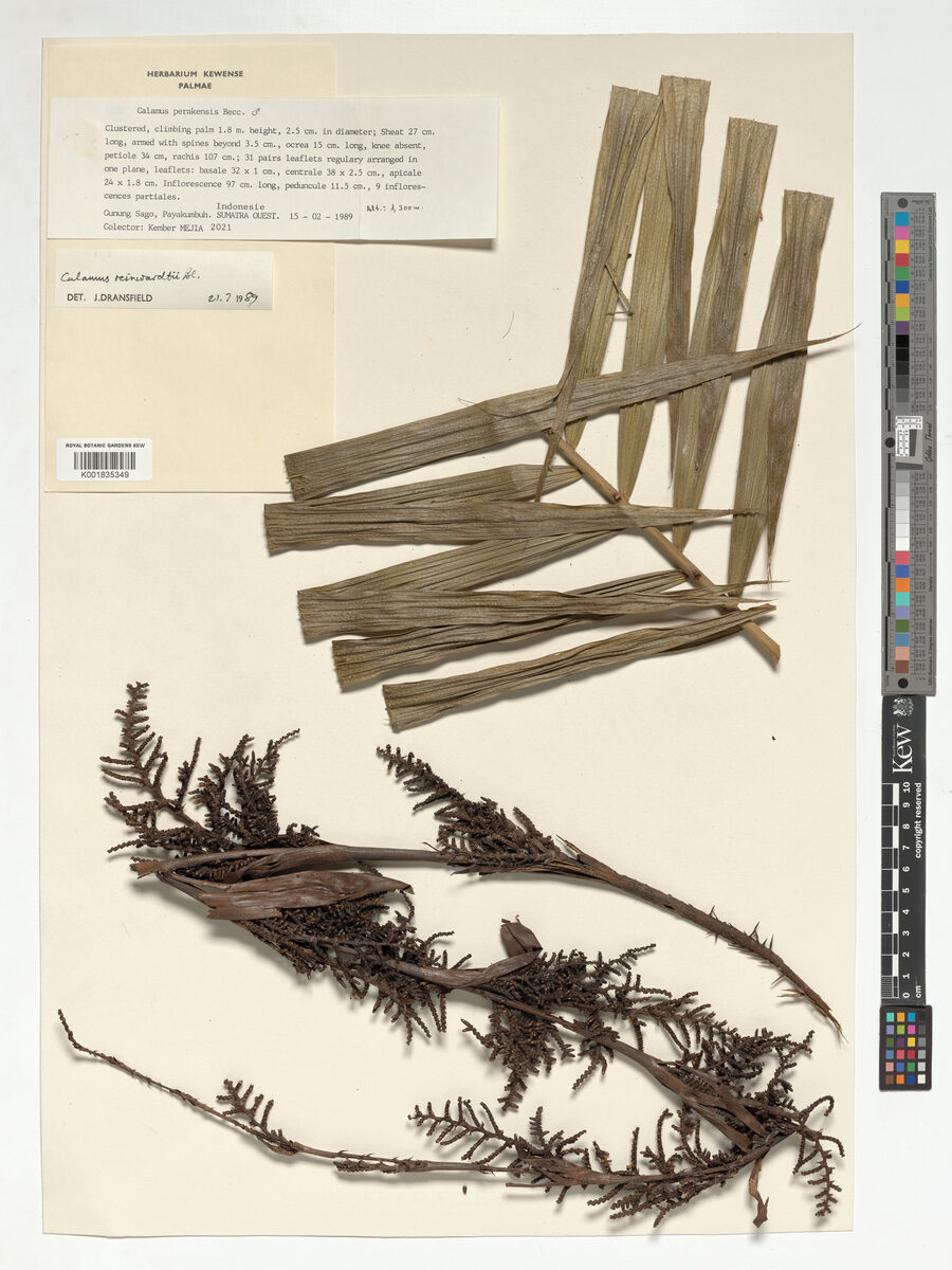 Calamus reinwardtii