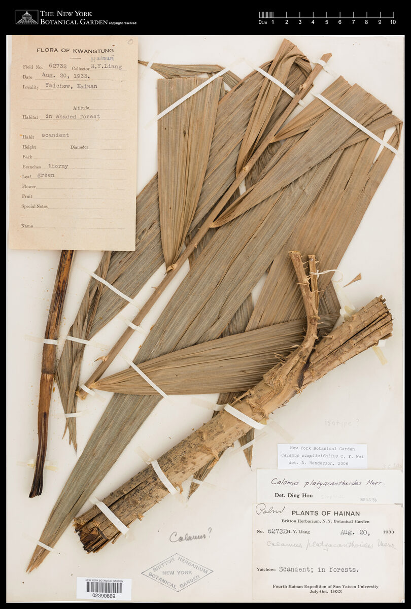 Calamus simplicifolius