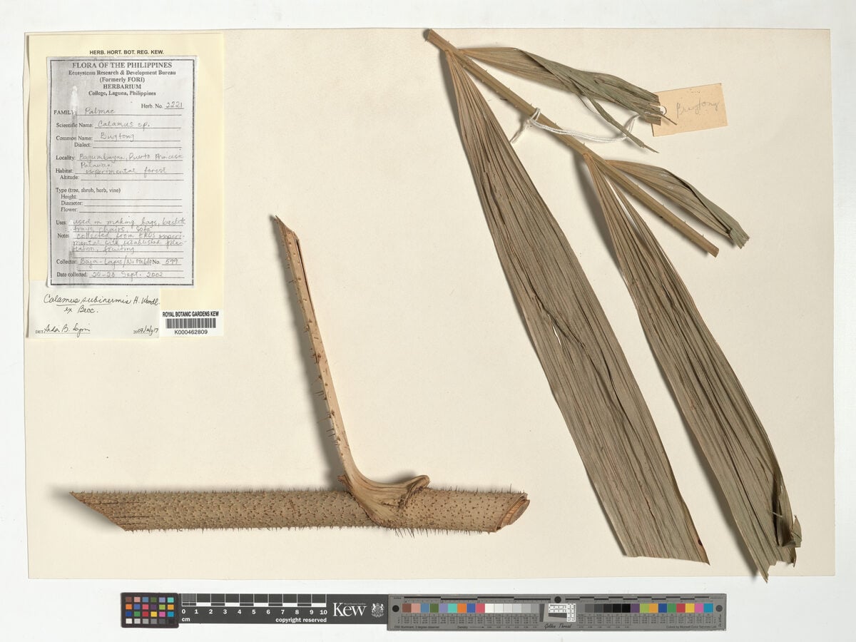 Calamus subinermis (Rotan batu) — photo