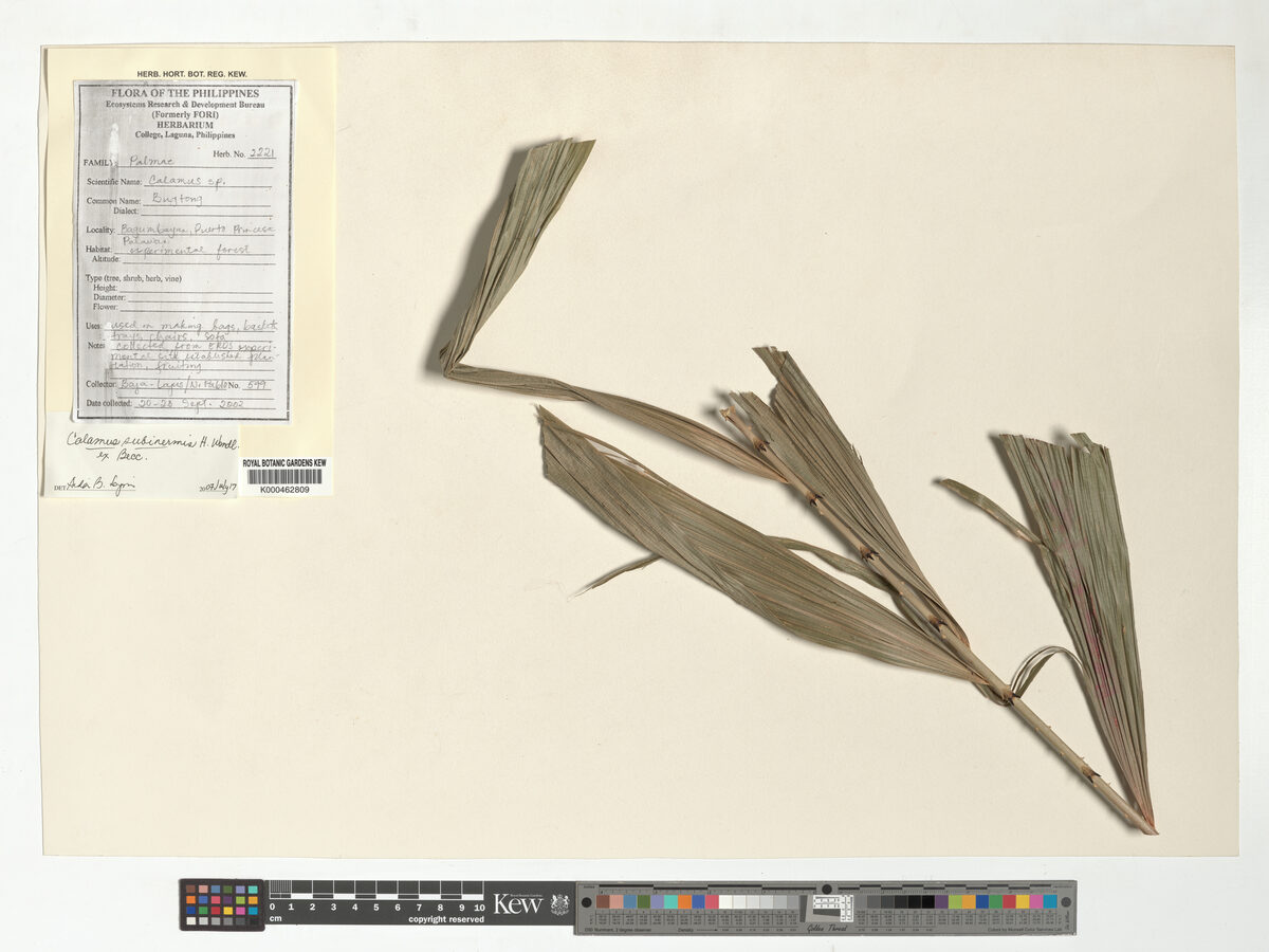 Calamus subinermis (Rotan batu) — photo