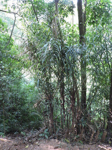 Calamus thysanolepis — photo