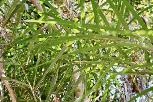 Calamus thysanolepis — photo
