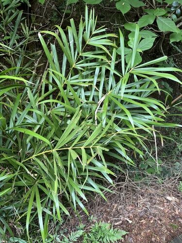 Calamus thysanolepis