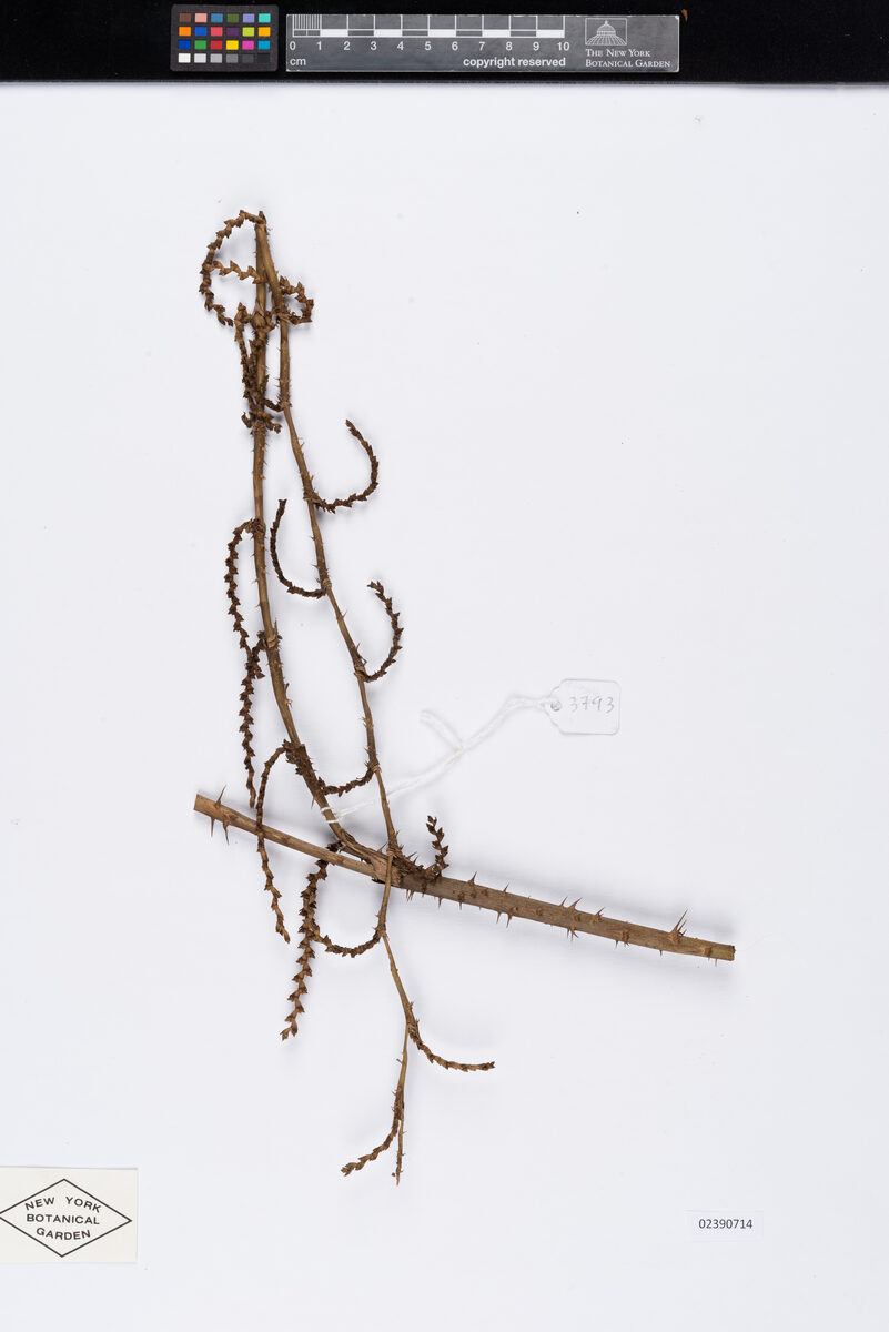 Calamus wailong (Wai nokkhor) — photo