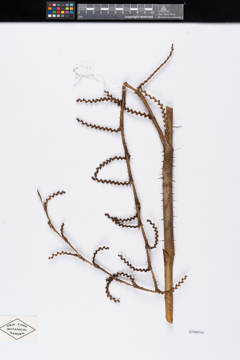 Calamus wailong