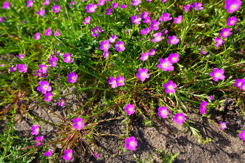 Calandrinia ciliata (Redmaids) — photo