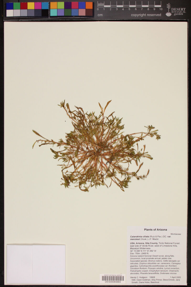 Calandrinia ciliata menziesii - (Hook.f.)MacBr. (Redmaids) — photo