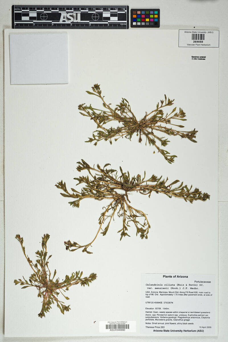 Calandrinia ciliata menziesii - (Hook.f.)MacBr. (Redmaids) — photo
