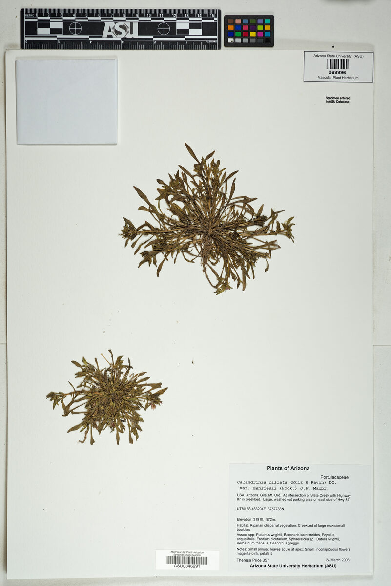 Calandrinia ciliata menziesii - (Hook.f.)MacBr.