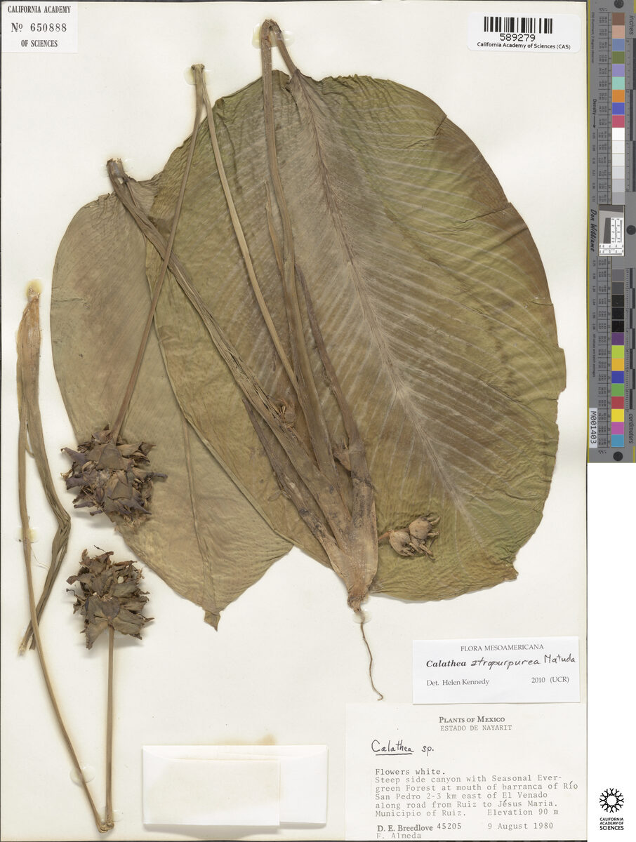 Calathea aff. atropurpurea (Hul) — photo