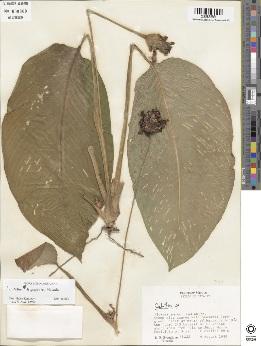 Calathea aff. atropurpurea (Hul) — photo