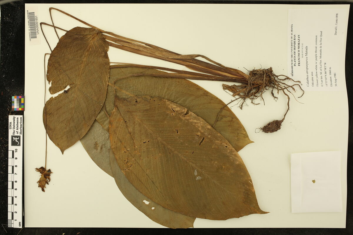 Marantaceae