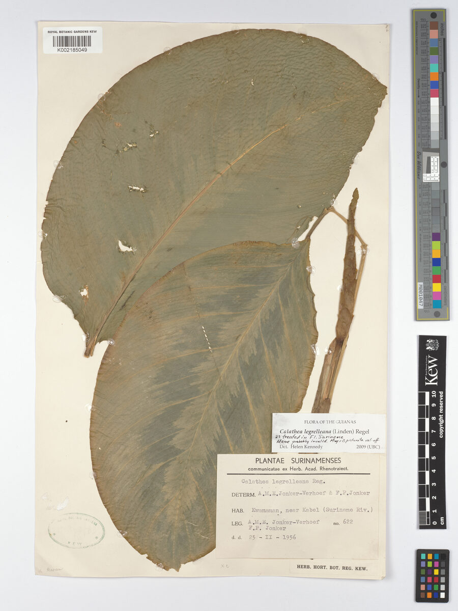 Calathea aff. legrelleana (Nut yam) — photo