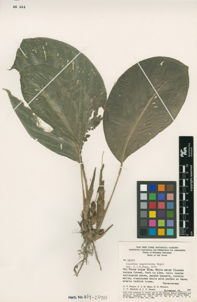Calathea aff. legrelleana
