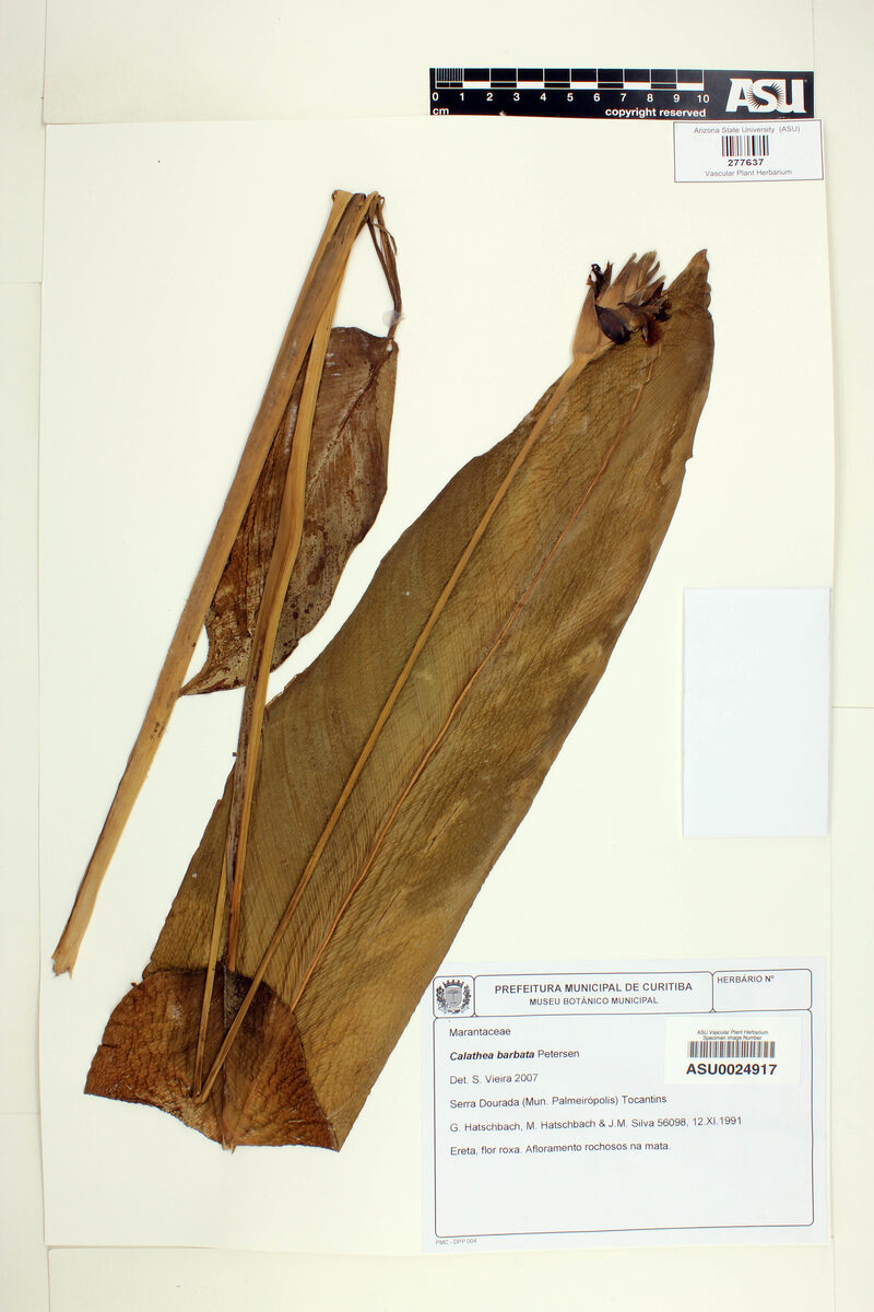 Calathea barbata — photo