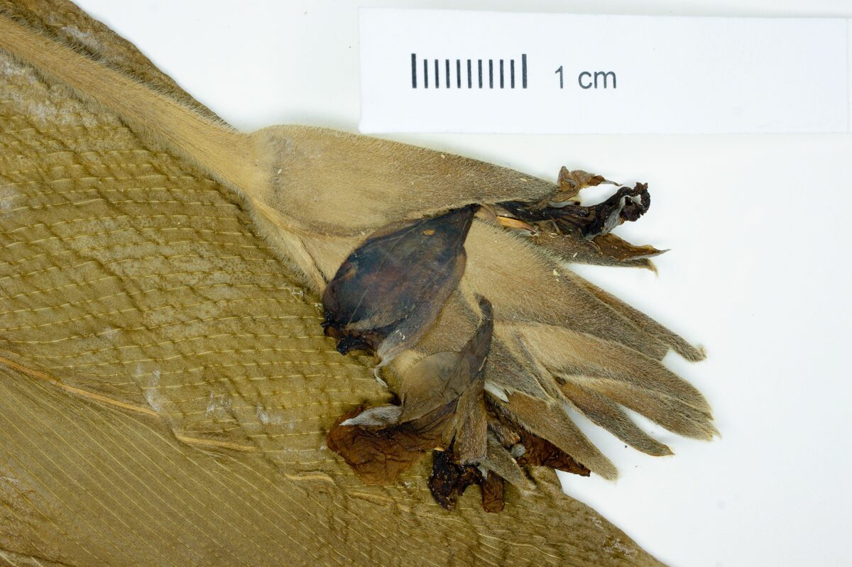 Calathea barbata — photo