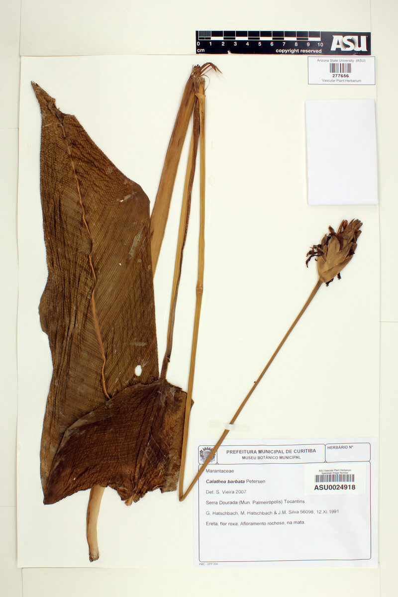 Calathea barbata