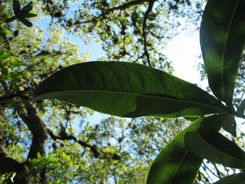 Calatola laevigata (Palo de Papa) — photo