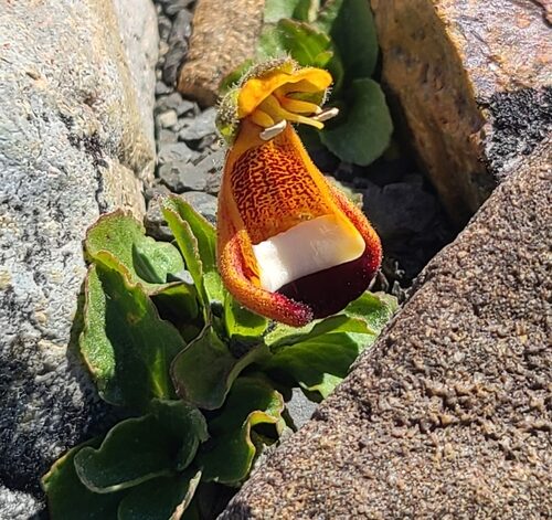 Calceolaria mexicana (Slipper flower) — photo